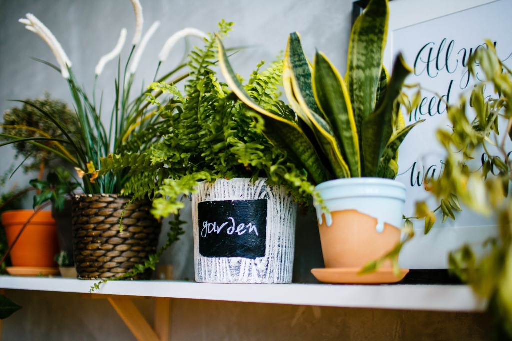 Fern in flower pot surrounded by houseplants on wooden shelf.